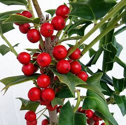 クリスマスホーリー 8号鉢植え