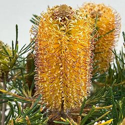 バンクシア：バースデイキャンドル 　7号鉢植え26-02