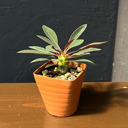 ユーフォルビア：パキポディオイデス　3.5号鉢植え