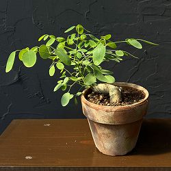 モリンガ：オバリフォリア（実生苗）4号鉢植え