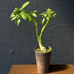オンブー（フィトラッカ・ディオイカ）綴化・実生苗　4号鉢植え