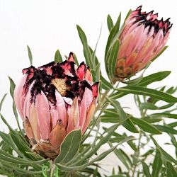 プロテア：ピンクミンク（ミンクピンク）　5号鉢植え