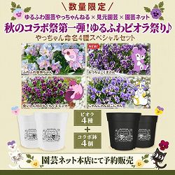 [26年11月中下旬予約]ゆるふわビオラ祭り！：やっちゃんねる×見元園芸コラボ！見元ビオラやっちゃん命名4種SPセット