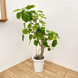 [送料無料]フィカス：ウンベラータ（曲げ仕立て）　8号鉢植え26-01