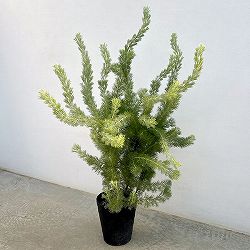 アデナントス：セリセウス（ウーリーブッシュ）7号鉢植え