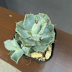 アガベ：イシスメンシス兜蟹（カブトガニ）　3号鉢植え