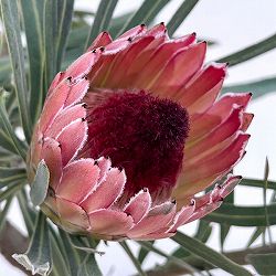 プロテア：ピクシー　7号鉢植え26-01