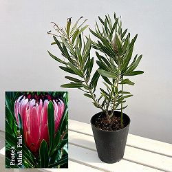 プロテア：ピンクミンク（ミンクピンク）　5号鉢植え（1F）
