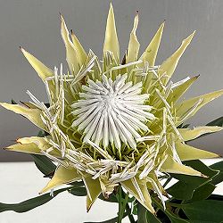 プロテア：スパイキーホワイト　5号鉢植え26-01