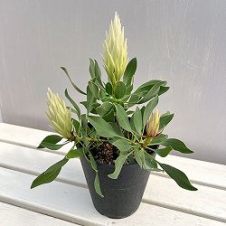 プロテア：スパイキーホワイト　5号鉢植え26-03