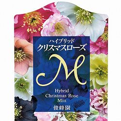 クリスマスローズ：俊峰園さんオリジナル　ダブルブラック系3-3.5号ポット