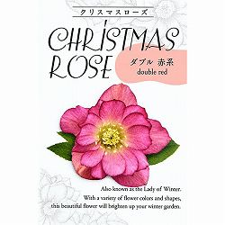 クリスマスローズ：俊峰園さんオリジナル　ダブルレッド系3-3.5号ポット