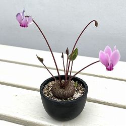 シクラメン（原種）：グラエカム　コーデックス鉢植え（26-01）【現品販売】