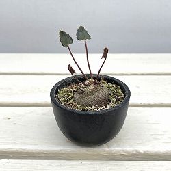 シクラメン（原種）：グラエカム　コーデックス鉢植え（26-02）【現品販売】