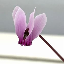 シクラメン（原種）：グラエカム　コーデックス鉢植え（26-03）【現品販売】
