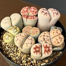 リトープス：カラフルミックス植え　2.5号プラ鉢