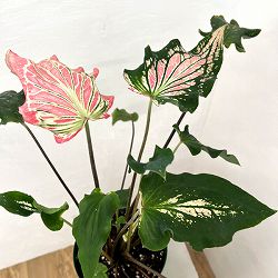 カラジュウム： ピンクシンフォニー　5号鉢植え