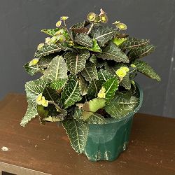 ユーフォルビア：フランコイシー　4号鉢植え26-02