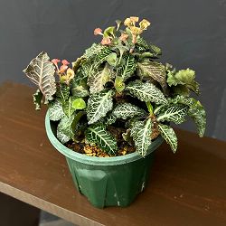 ユーフォルビア：フランコイシー　4号鉢植え26-06