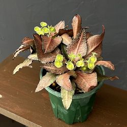 ユーフォルビア：フランコイシー　4号鉢植え26-07