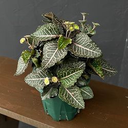 ユーフォルビア：フランコイシー　4号鉢植え26-11