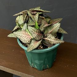 ユーフォルビア：フランコイシー　4号鉢植え26-12