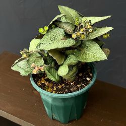 ユーフォルビア：フランコイシー　4号鉢植え26-13