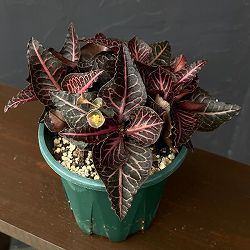 ユーフォルビア：フランコイシー　4号鉢植え26-14