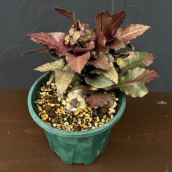 ユーフォルビア：フランコイシー　4号鉢植え26-15