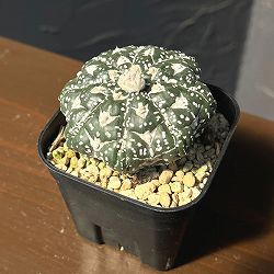 アストロフィツム：兜丸　Vタイプ 6cmスクエア鉢23-08*