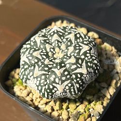 アストロフィツム：兜丸　Vタイプ 6cmスクエア鉢23-15*