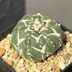 アストロフィツム：兜丸　Vタイプ 6cmスクエア鉢23-23*