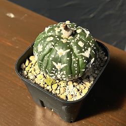 アストロフィツム：兜丸　Vタイプ 6cmスクエア鉢23-41*