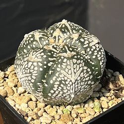 アストロフィツム：兜丸　Vタイプ 6cmスクエア鉢23-42*