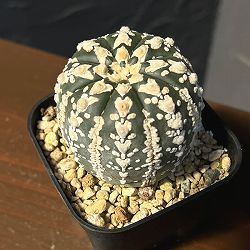 アストロフィツム：兜丸　Vタイプ 6cmスクエア鉢23-51*
