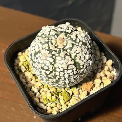 アストロフィツム：兜丸　Vタイプ 6cmスクエア鉢23-54*