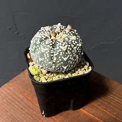 アストロフィツム：兜丸　Vタイプ 6cmスクエア鉢23-58*