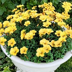 オキザリス：月の雫（つきのしずく）3.5号ポット