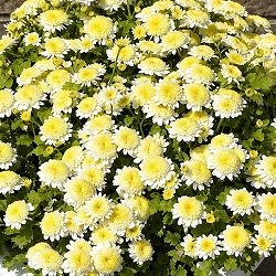 マトリカリア：矮性　サンタナ（イエロー）3号ポット[4-6月頃開花　ライムグリーンの葉にクリーム色の可憐な花　フィーバーヒュー　ナツシロギク　宿根草]