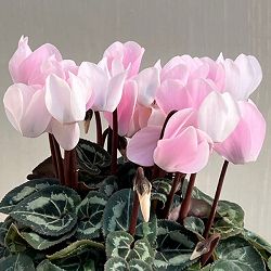 シクラメン：ロージーグロー4号鉢植え
