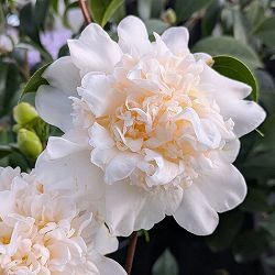 ツバキ（椿）：雪燈籠（ゆきどうろう）4.5号ポット
