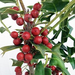 [26年11月中下旬予約]クリスマスホーリー5号鉢植え*[冬の赤い実がきれい！庭木・鉢植えに　実付き][実付き]
