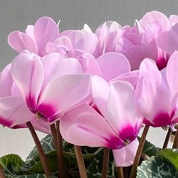 シクラメン：ジェミニ　ライトウィズアイ4号鉢植え