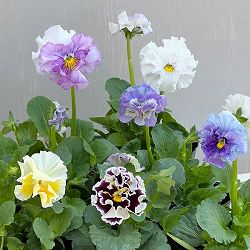 変わり咲きパンジー：ファンジーフリル咲き　花色いろいろ3.5号ポット 12株セット