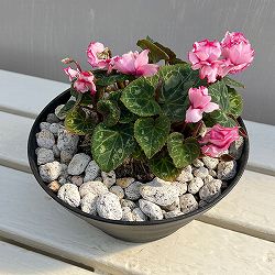 シクラメン：ツヴァイ　サクラビクトリア　コーデックス仕立て7号鉢植え26-01
