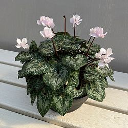 シクラメン：ツヴァイ　ピーチ　コーデックス仕立て7号鉢植え26-01