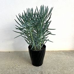 キュリオ（セネシオ）：ブルース6号鉢植え