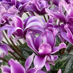 [26年12月上中旬予約]シクラメン：かぜの舞（かぜのまい）ブルー5.5号鉢植え