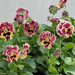 ビオラ：ハルグリンオリジナル　プティフール　ヴァンルージュ3号ロングポット 3株セット