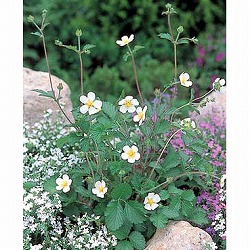 ポテンティラ：ルペストリス3号ポット2株セット